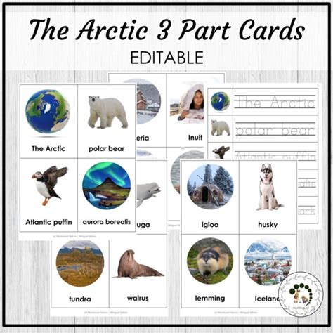 The Arctic Vocabulary 3 Part Cards Montessori Editable Download