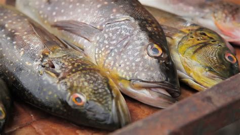 Pet stores sell many fish; Fish Being Sold Off A Fishing Boat In Greece. Common ...