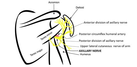 Axillary Nerve Anatomy Qa