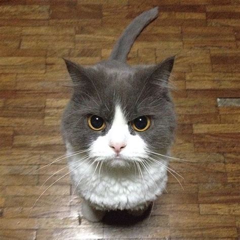 10 Of The Words Angriest Cats Ever Who Have Had Enough Of Your Bs