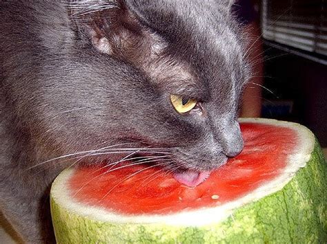 Make sure to remove this part before you give your cat to eat this delicious tropical fruit. 15 Things About Can Cats Eat Watermelon | Why Cats Enjoy ...