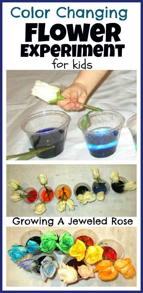 Flower Experiment For Kids ~ Growing A Jeweled Rose
