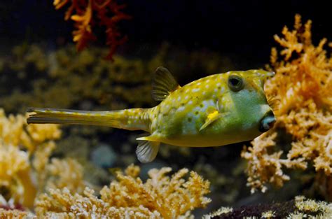 Free Images Sea Wildlife Underwater Tropical Yellow Fauna Coral