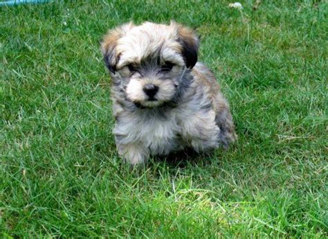 Professional and hobby dog breeders can advertise their puppies for sale online on our free classifeds website. AKC Havanese Puppies, (variety of colors) for Sale in Boring, Oregon Classified | AmericanListed.com