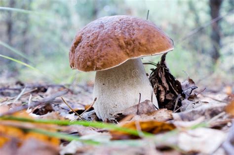 Edible Boletus Mushroom Stock Image Image Of Autumn 11229617