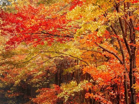 2023 Fall Foliage Map When To See Leaves At Most Brilliant In Us