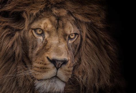 Majestic Lion Photography Art On Canvas Online Perth Prints