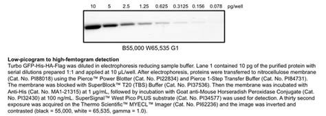 Thermo Scientific Supersignal West Pico Plus Chemiluminescent Substrate Western Blotting