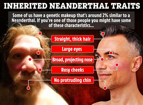 How Neanderthal are YOU? Skull bumps, long noses and fabulous hair ...