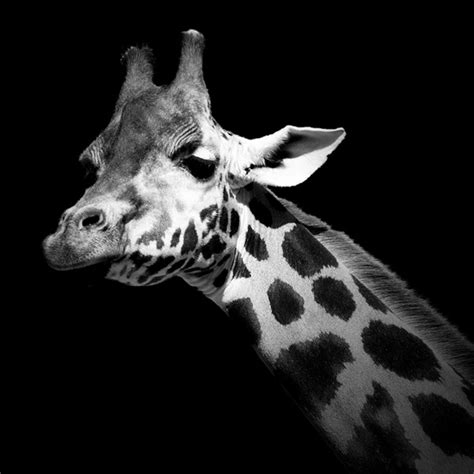 Black And White Animal Portraits By Lukas Holas Traveleering