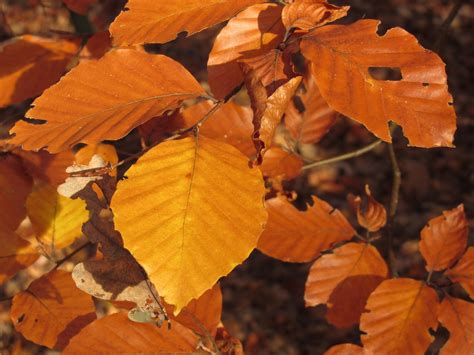 Autumn Beech Leaves 2 Free Photo Download Freeimages