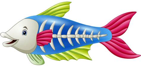 Xray Fish Illustrations Illustrations Royalty Free Vector Graphics