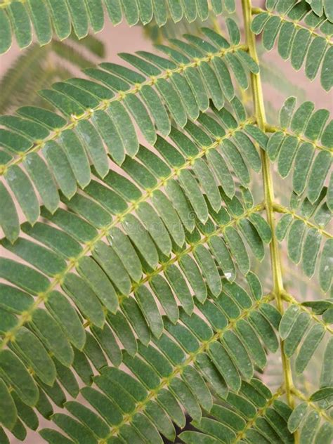 Albizia Julibrissin Acacia Di Costantinopoli Imagen De Archivo Imagen