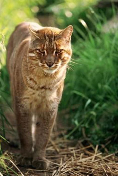 Many are plain with striped heads, but others display spotted coats, striped or spotted backs, or any number of other markings. Asian Golden Cat | Wild cats, Small wild cats, Cat species
