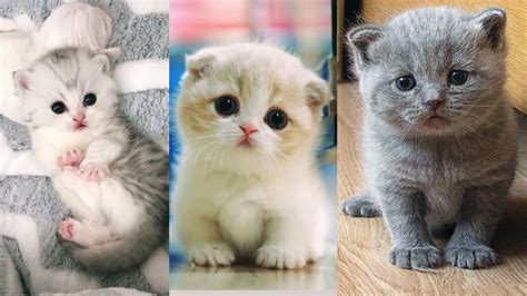 Super Cute Kittens In The World Cute Baby Cats 2 The Feline Observer