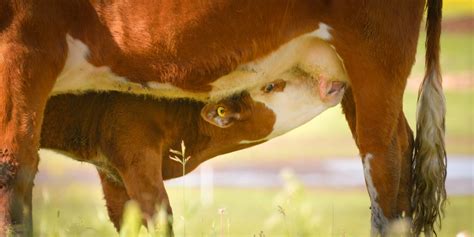 Creep Feeding Calves The Ultimate Guide