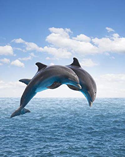 Dolphin Tour Eco And Culture Tours