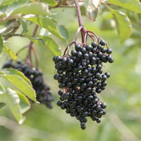 Samdal Elderberry Plant