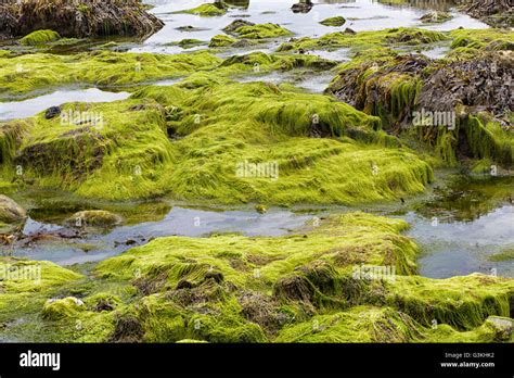Green Seaweed Covered Rocks Stock Photo Alamy