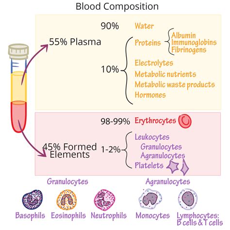 Physiology Glossary Blood Composition Draw It To Know It