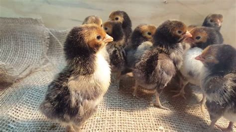 Golden Sebright Bantam Baby Chicks Cackle Hatchery Baby Chicks Bantam Bantam Chickens