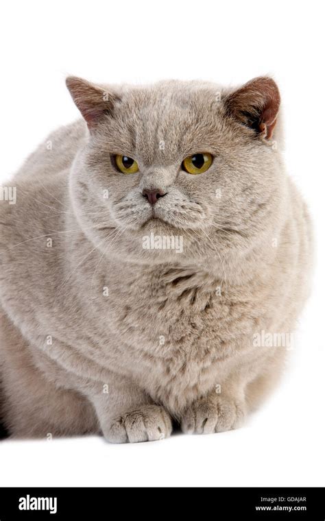 Lilac British Shorthair Domestic Cat Male Laying Against White