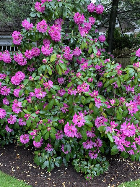 Take some before photos in advance, in case of disaster. rhododendrons #gardening #garden #DIY #home #flowers # ...