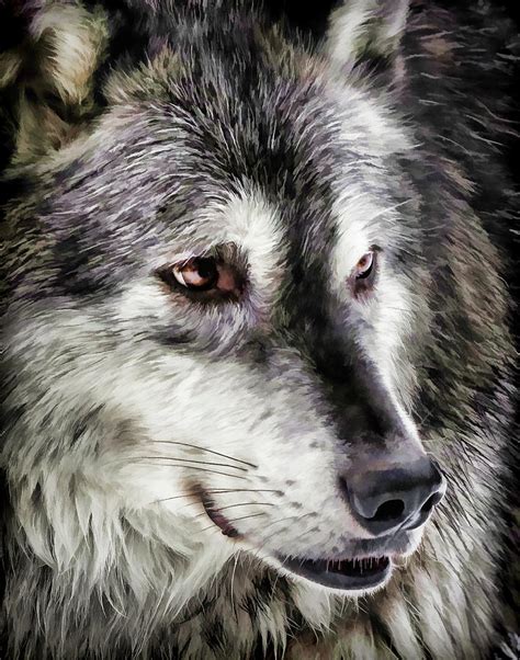 Wolf Face Ii Photograph By Athena Mckinzie Fine Art America