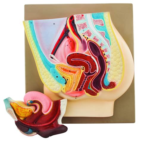 Buy Female Pelvis Model 14 Inch Shows Female Genital Organs