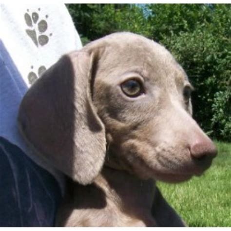We are located in the beautiful city of winter haven, florida. Wild Rose Kennel, Dachshund Breeder in Ainsworth, Iowa