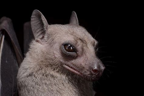 The Egyptian Fruit Bat Or Egyptian Rousette Is A Species Of Megabat