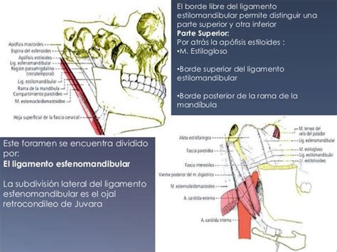 Glándula Parótida Submaxilar Y Sublingual