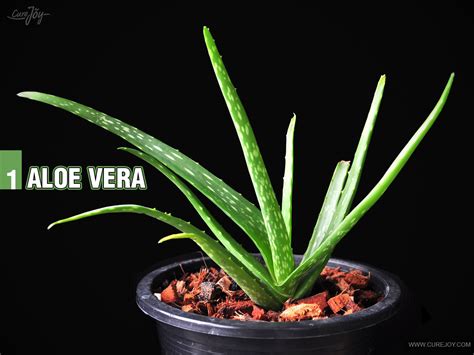 Plant, pest and disease identification are much easier with geographical context. Joan's Journal: 5 Plants For Your Bedroom To Help You ...