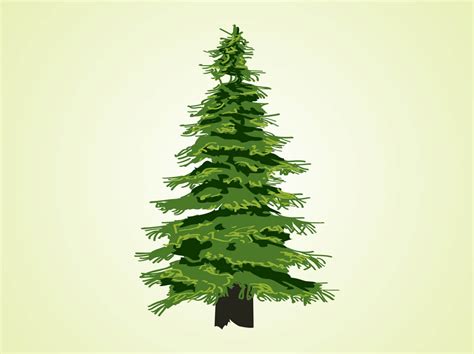 Evergreen Tree Illustration