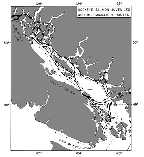 Assumed Migration Routes Of Fraser River Sockeye Salmon Postsmolts