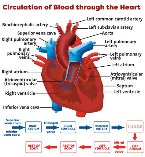 Heart Circulation All4maternity