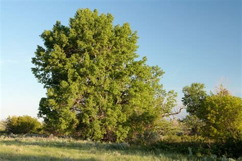 Eastern Cottonwood Tree Uses Kandra Weatherly