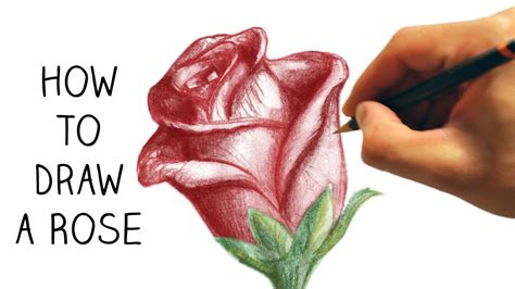 How To Draw A Rose Step By Step Narrated Easy Youtube