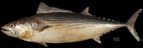 Atlantic Bonito Matbio Fishes Matanzas Biodiversity · Inaturalist