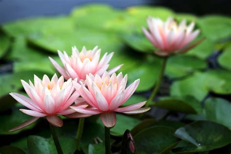 Pink Water Lily Lilies Flowers Petals Wallpaper 4200x2800 121843