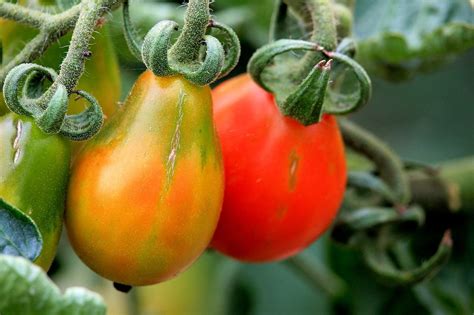 Quand Et Comment Planter Les Tomates Hot Sex Picture