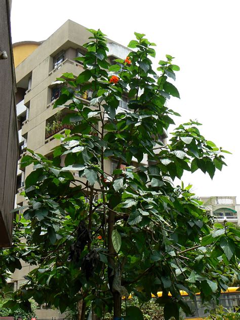 The geiger tree can really highlight your garden area, makes a good garden plant if you are living in coastal areas. Orange Geiger Tree (sebestena cordia) - Urban Tropicals