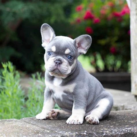 What Are Frenchton Puppies