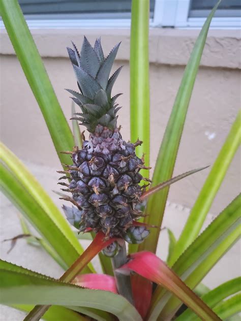 My Pineapple Always Looks A Little Funky But Still Tastes Good Is
