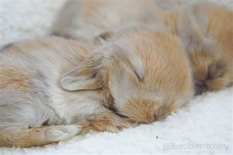 These Pictures Of Cute Baby Bunnies Will Make You So Happy
