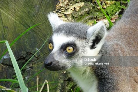 Young Cute Happy Lemur Stock Photo Download Image Now Animal