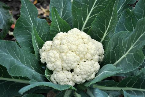 Cauliflower Profile Growth And Care Advice Plantura