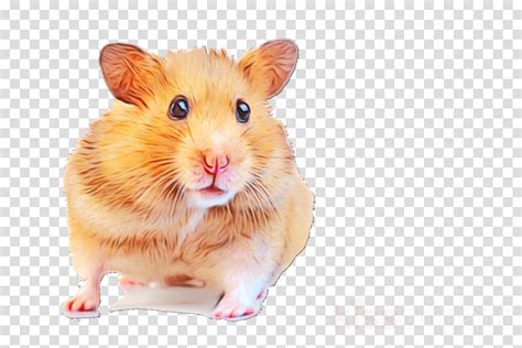 Hamster Png Transparent Nak98
