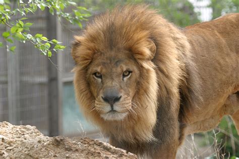 Lion Manes Linked To Climate