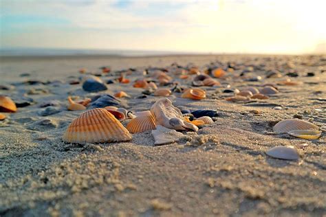 Shells On The Beach At Sunset Photograph By Tesa Nicolanti